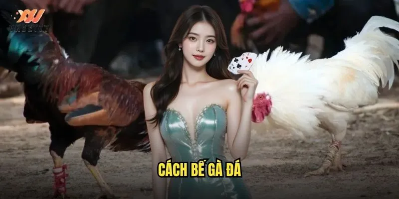 Cách bế gà đá