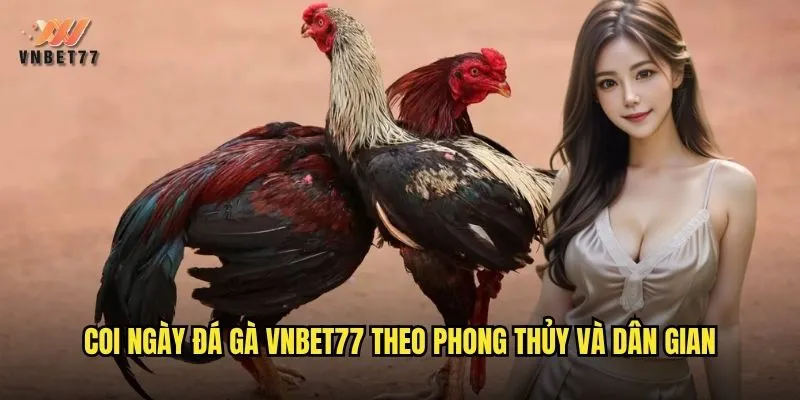 Coi ngày đá gà vnbet77 theo phong thủy và dân gian