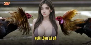 nuôi lông gà đá