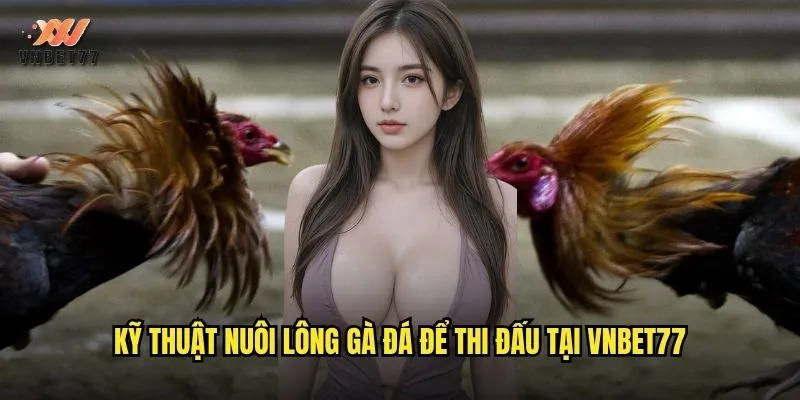 Kỹ thuật nuôi lông gà đá để thi đấu tại vnbet77