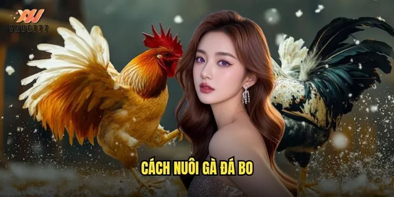 Cách Nuôi Gà Đá Bo vnbet77 Từ A Đến Z Cho Người Mới 1 cách nuôi gà đá bo
