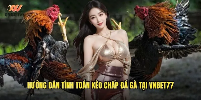 Hướng dẫn tính toán kèo chấp đá gà tại vnbet77