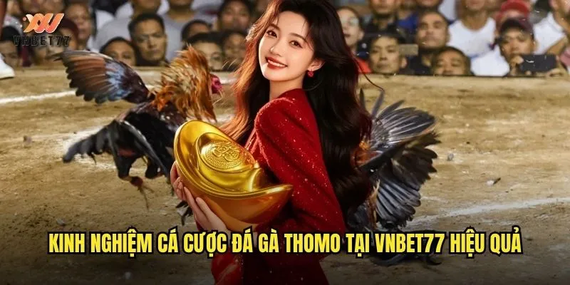 Kinh nghiệm cá cược đá gà Thomo tại vnbet77 hiệu quả