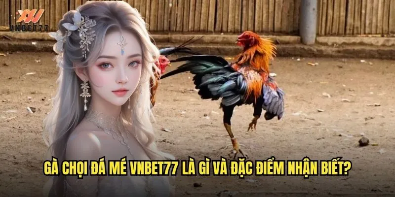 Gà chọi đá mé vnbet77 là gì và đặc điểm nhận biết?