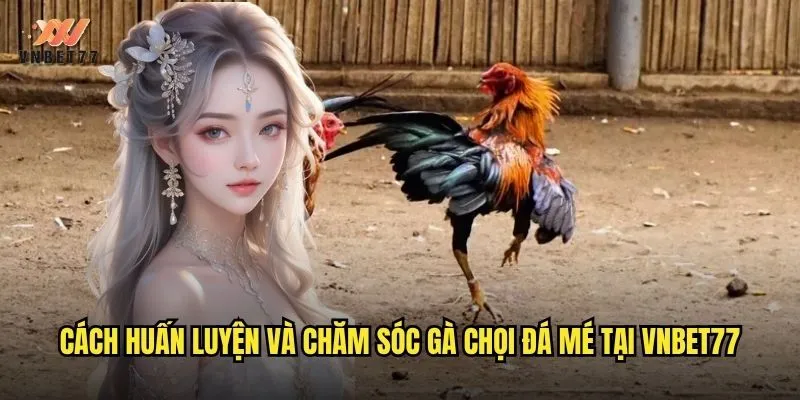 Cách huấn luyện và chăm sóc gà chọi đá mé tại vnbet77