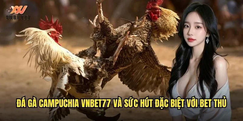 Đá Gà Campuchia vnbet77 Phát Sóng Trực Tiếp Không Giật Lag 2 Đá gà Campuchia vnbet77 và sức hút đặc biệt với bet thủ