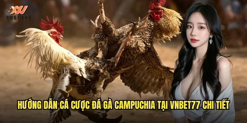 Đá Gà Campuchia vnbet77 Phát Sóng Trực Tiếp Không Giật Lag 3 Hướng dẫn cá cược đá gà Campuchia tại vnbet77 chi tiết
