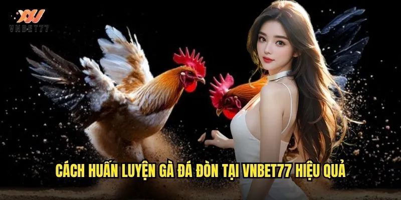 Cách huấn luyện gà đá đòn tại vnbet77 hiệu quả