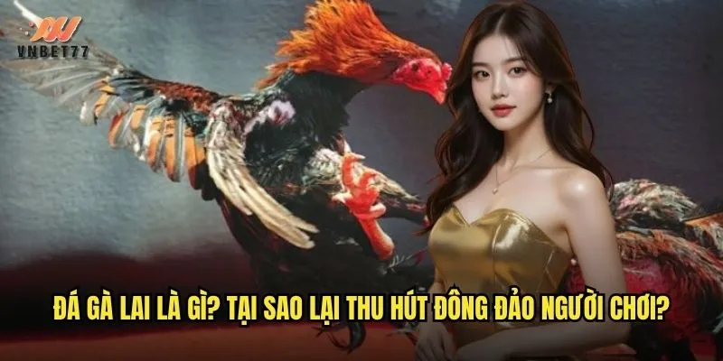 Đá gà lai là gì? Tại sao lại thu hút đông đảo người chơi?