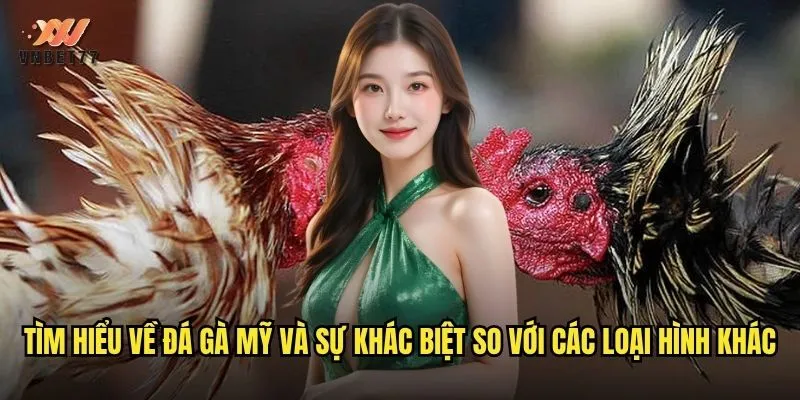 Tìm hiểu về đá gà Mỹ và sự khác biệt so với các loại hình khác